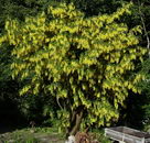Common laburnum